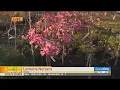 Lemuria Nursery in Dixon