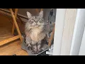 Download Lagu Luna’s MEOW Catio Chat Continued | Cat Channel