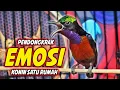Download Lagu SUARA BURUNG KOLIBRI NINJA GACOR FULL ISIAN ROLL TEMBAK !! MASTERAN KONIN FULL TEMBAKAN MEWAH