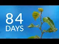 Growing a BIRCH TREE from seed Time-lapse