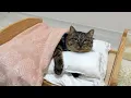 Download Lagu 拾ってきた野良猫に初めて布団をプレゼントしたら安心し切ってこうなっちゃいました…