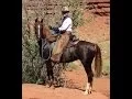Download Lagu Ayla - Western Working Morgan Mare