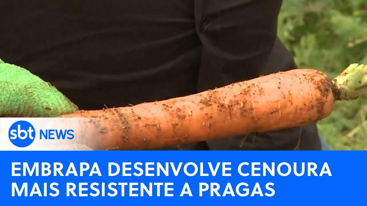 Agro: Embrapa desenvolve cenoura híbrida mais resistente a pragas | #SBTNewsnaTV (16/07/23)