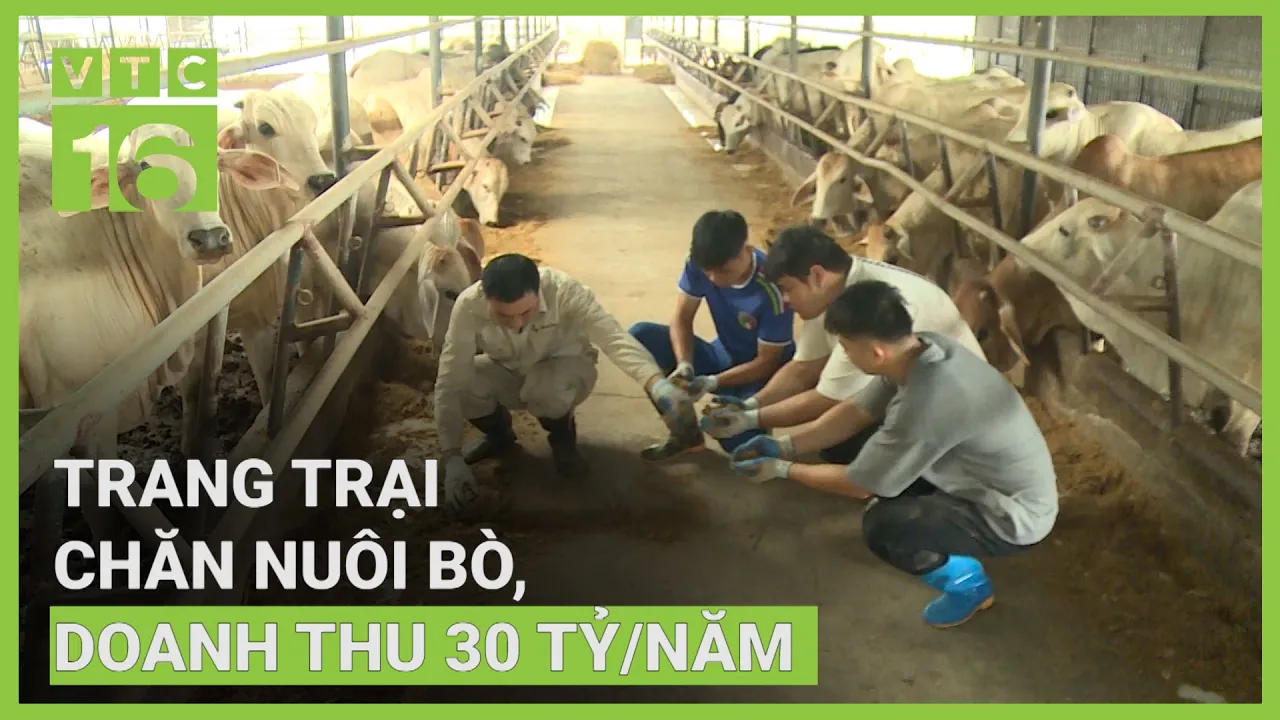 Outline Video Trang trại chăn nuôi bò, doanh thu 30 tỷ/năm | VTC16