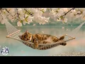 Download Lagu Rustige slaapmuziek voor katten 🐱 Ontspannende melodieën en spinnende geluiden voor slaap en onts...
