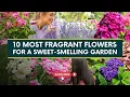 10 Most Fragrant Flowers for a Sweet Smelling Garden 🌸🌹🌺 // Catchy Garden