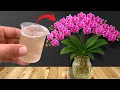 Download Lagu Hoe je een stervende orchidee nieuw leven inblaast: 3 manieren om hem weer tot leven te brengen