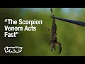 Download Lagu Smoking Scorpions in Pakistan
