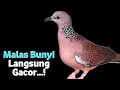 Download Lagu Suara Burung Tekukur Betina Gacor Memanggil Jantan Agar Bunyi