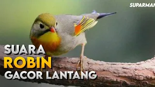 Download MASTERAN BURUNG ROBIN FULL GACOR - SUARA BURUNG ROBIN JANTAN GACOR MP3