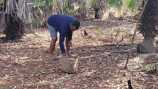 FOMOS PRA ROÇA FAZER A COLHEITA DE TAMARINDO MAIOR SAFRA DO ANO JÁ VISTA
