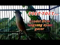 Download Lagu BURUNG CENDET GACOR TOET-TOET SAMBUNG MATERI || Pancingan cendet kurang greget  MP3