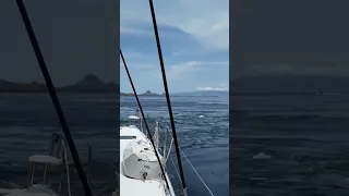 Komodo’s WILD currents
