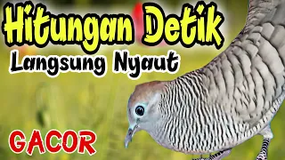 perkutut lokal gacor suara kristal super manjur untuk pancingan