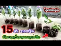 Download Lagu 💥ไอเดีย ชำกิ่งมะนาวด้วยยอด ในขวดพลาสติก รากงอกไว ใบไม่เหี่ยวเฉา💥