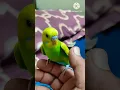 Download Lagu Stunning Green \u0026 Yellow Lovebird | Beautiful Budgie Colors