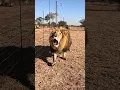 Download Lagu Crazy LION Roar Sounds like a Dinosaur! #cat #wildlife #dinosaur