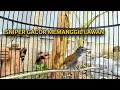 Pancingan burung sniper gacor istimewa
