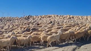 اعتراف الاسبان بأجدادنا في مجال السقي واعلان لمن يهمه الامر بشراء      راس غنم دندنها