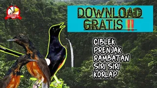 masteran murai gratiss download materi burcil kekinian murai burung masteran muraifighter