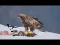 Who Would Win Eagle vs Condor