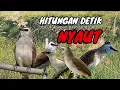 Download Lagu Trucuk BETINA memanggil Jantan Suara Birahi Ngecuplik 100% pancingan trucukan gacor agar BUNYI EMOSI