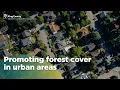 Studying urban tree canopy