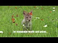 Mountain View Urgent Care - Wolf Cub looking for reasonable priced health care