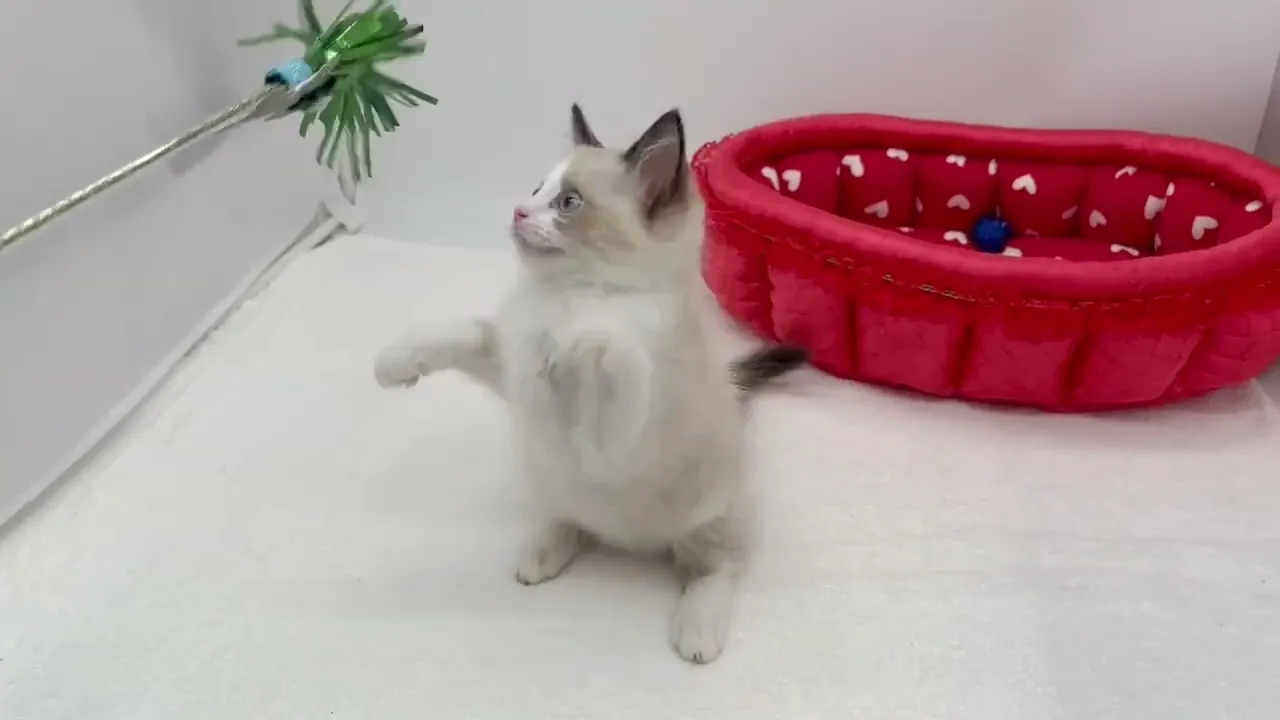 動画