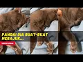 Download Lagu KELAKAR, PANDAI DIA BUAT-BUAT MERAJUK...