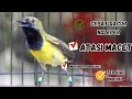 Download Lagu MASTERAN SOGON GACOR NGLEPER BIKIN SOGON TROTOL LANGSUNG NGLEPER PAGI SIANG MALAM PART 2