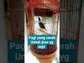 Lagu Biar Sangkar Ku Terbuat Dari Emas, Lebih Baik Ku Hidup Di Hutan Luas.