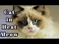 Male Cat Heat Sound Calling Female Loud Tomcat Yowling Meowing Sound Effect to Attract Cats Cat