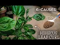How To Treat Hibiscus Leaf Curl Problem CAUSES CURES