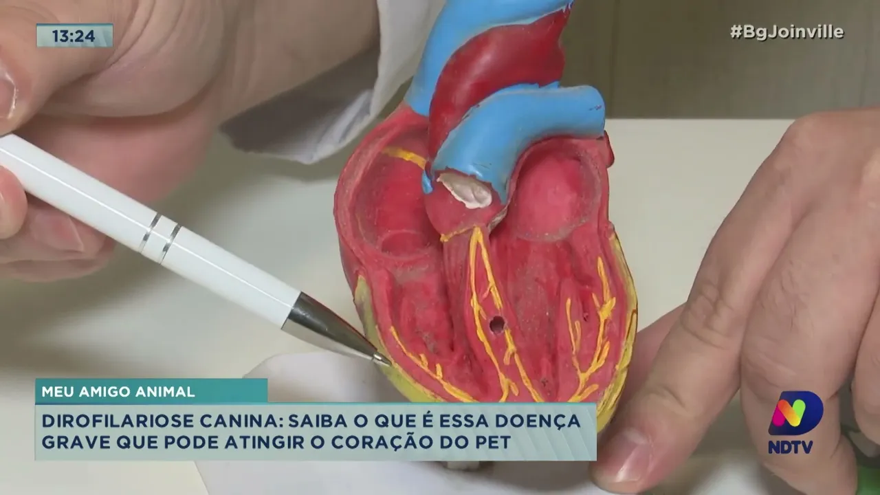 Meu Amigo Animal: Dirofilariose canina! Saiba o que é essa doença grave que pode atingir o coração
