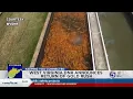 West Virginia DNR stocks 69 lakes with golden rainbow trout for Gold Rush