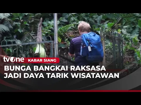 Bunga Bangkai Raksasa Diprediksi Mekar Lagi di Kebun Raya Bogor Setelah 12 Tahun