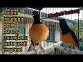 Download Lagu Kicau murai batu menjerit lantang//murai batu borneo@dulpetualang