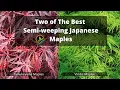 Dwarf-ish Weeping Japanese Maples you can t live without Tamukeyama and Viridis