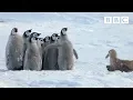 Download Lagu Penguin chicks rescued by unlikely hero | Spy in the Snow - BBC