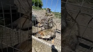 Wolf Ujku 3 June 2025 Wolf 