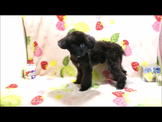 動画