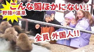 JAPAN SNOW MONKEY PARK 2025| Very Beautiful and Fun and Cute!!!