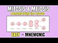 Mitosis Meiosis EASY Mnemonic to Memorize the Phases of Cell Division Cell Cycle Biology
