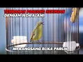Download Lagu PANCINGAN PLECI NEMBAK PANJANG PALING DICARI, MERANGSANG EMOSI LAWAN BIKIN BUKPAR