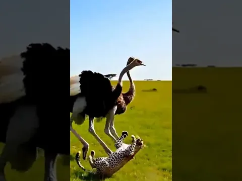 The ostriches counterattack the leopard