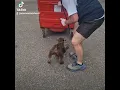 Rat catching with Rollo the patterdale terrier