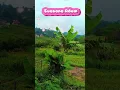 Download Lagu SUASANA PESAWAHAN SAAT MUSIM HUJAN TIBA DIIRINGI POP SUNDA LAWAS MERDU BIKIN MERINDING DENGERNYA