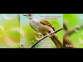 Download Lagu Masteran Kapas Tembak Cocok Untuk master burung kicau , durasi pendek supaya cepat masuk