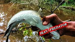 MANCING IKAN PREDATOR